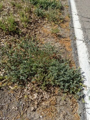 Astragalus douglasii parishii