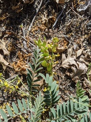Astragalus douglasii parishii