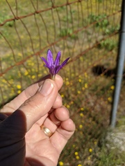 Brodiaea terrestris kernensis