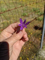 Brodiaea terrestris kernensis