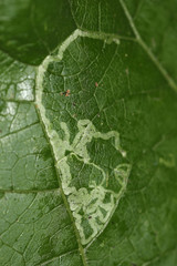 Phytomyza lappae
