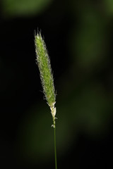 Alopecurus pratensis pratensis