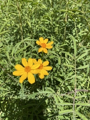 Tagetes lemmonii