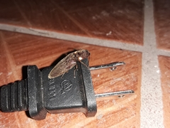 Deilelater physoderus