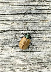 Chrysomela crotchi