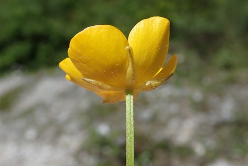 Image of Ranunculus tuberosus by (c) Christian Berg, some rights reserved (CC BY)