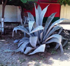 Agave cocui