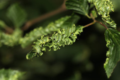 Aculops macrotrichus