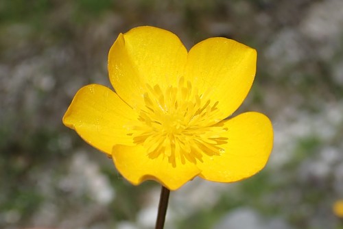 Image of Ranunculus tuberosus by (c) Christian Berg, some rights reserved (CC BY)