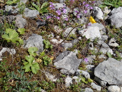 Ranunculus tuberosus