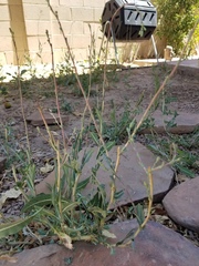 Lactuca serriola