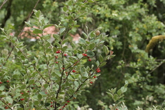 Cotoneaster integerrimus