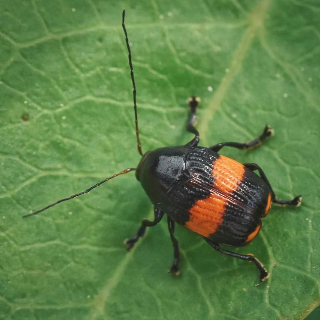 Bassareus Detritus From Ermandus Dr, Honea Path, SC, US On June 6, 2020 ...