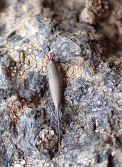 Machilinus aurantiacus