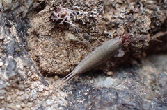Machilinus aurantiacus