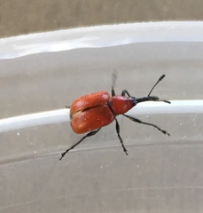 Merhynchites bicolor