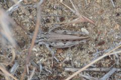 Psoloessa delicatula