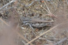 Psoloessa delicatula