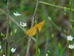 Idaea aureolaria