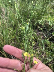 Linum medium texanum