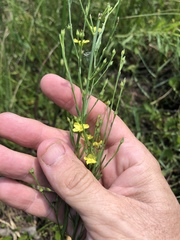 Linum medium texanum