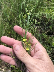 Linum medium texanum