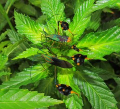 Diactor bilineatus