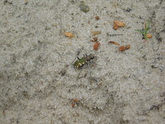 Cicindela soluta