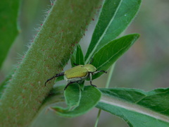 Hoplia parvula