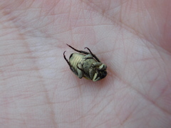 Hoplia parvula