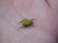 Hoplia parvula