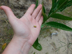 Hoplia parvula