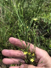 Linum medium texanum