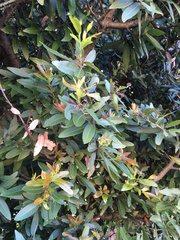 Umbellularia californica