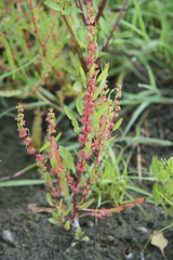 Rumex ucranicus