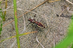 Cicindela lengi versuta