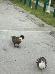Cairina moschata domestica