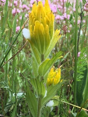 Castilleja levisecta