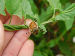 Chaetopteroplia segetum