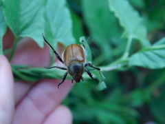 Chaetopteroplia segetum