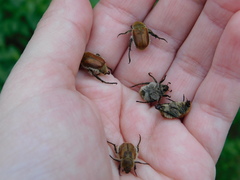 Chaetopteroplia segetum