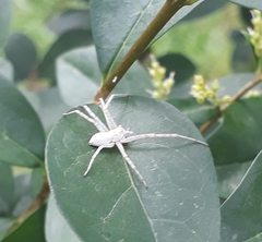 Araneae