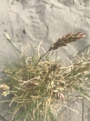Poa macrantha