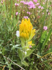 Castilleja levisecta