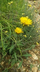 Pentanema montanum
