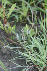 Sporobolus alopecuroides