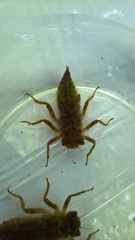 Cordulegaster boltonii