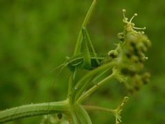 Poecilimon intermedius