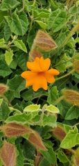 Thunbergia gregorii