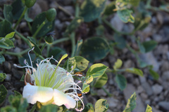 Capparis spinosa herbacea